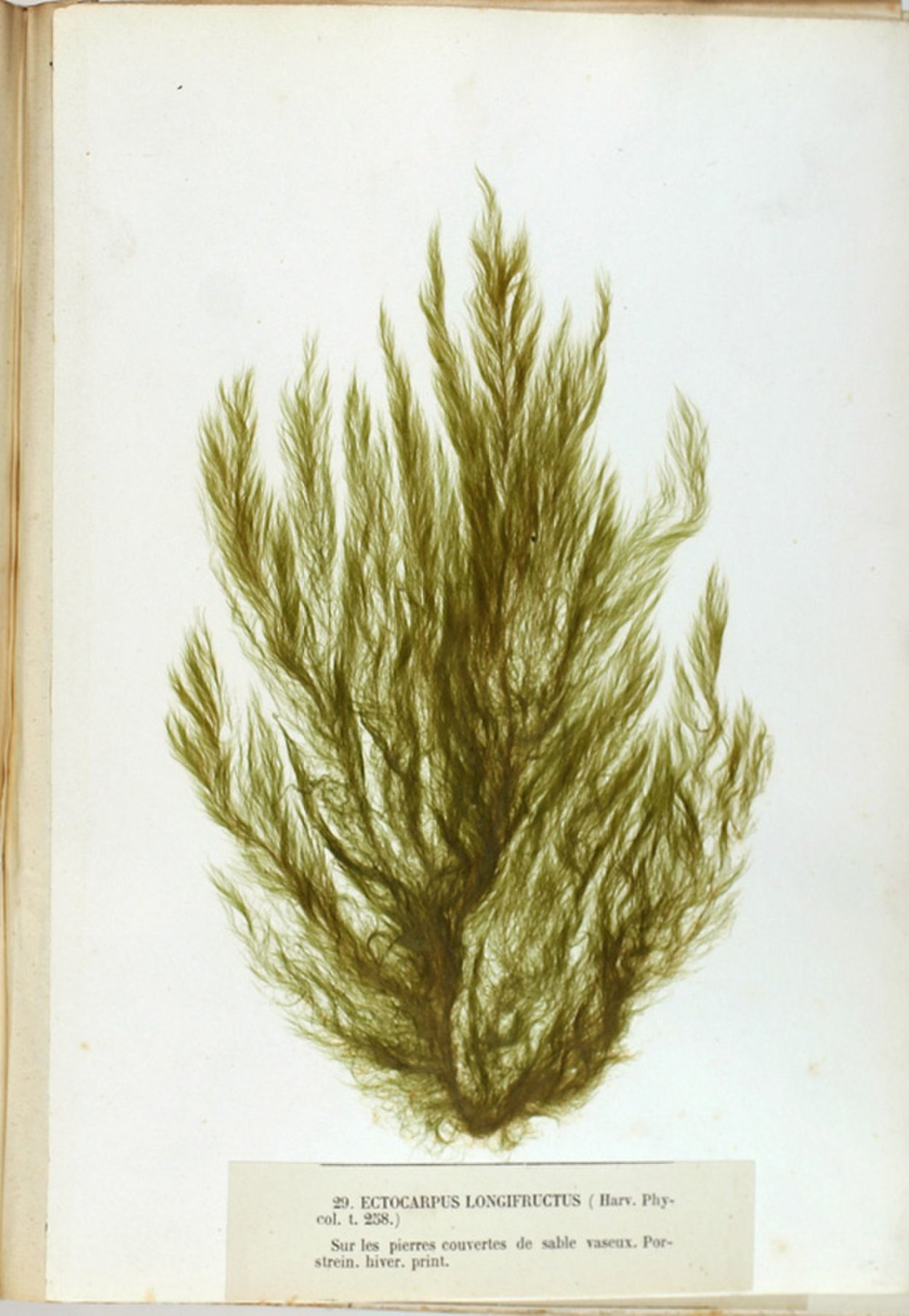 Бурые водоросли