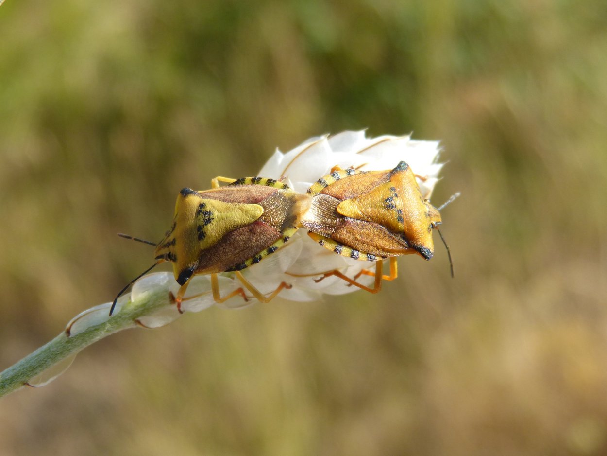 Жук-щитник «Элвис Пресли»