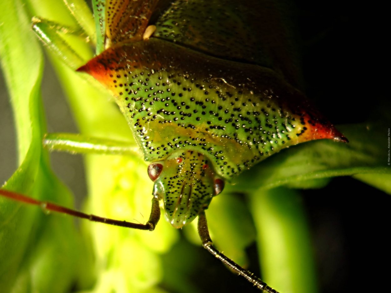 Щитник остроплечий