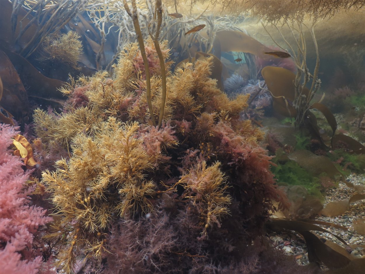 Цистозейра бородатая