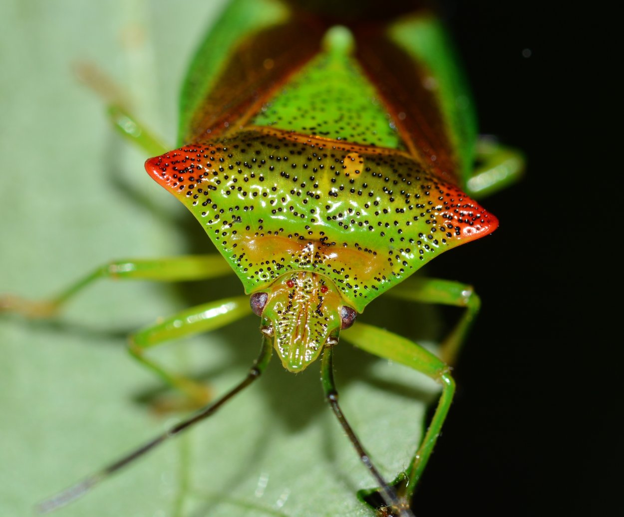 Полужесткокрылые Hemiptera
