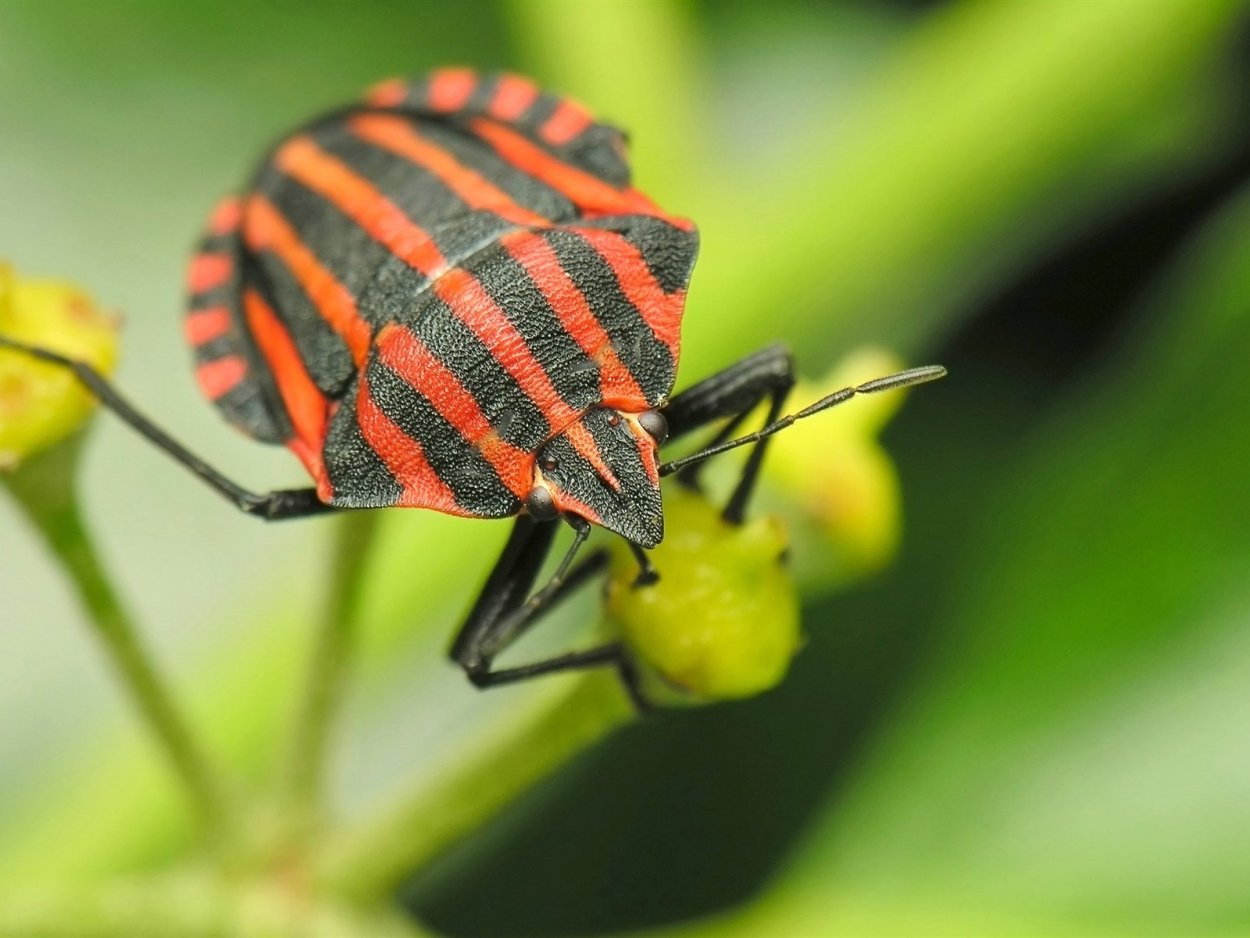 Жуки бабочки клопы