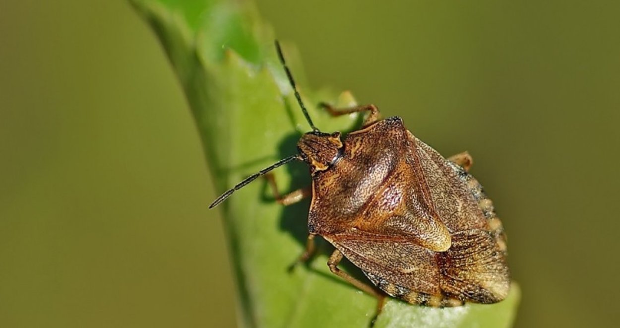 Клоп щитник