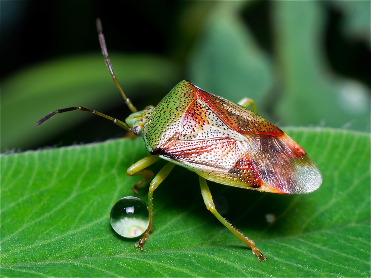 Клоп щитник зеленый древесный