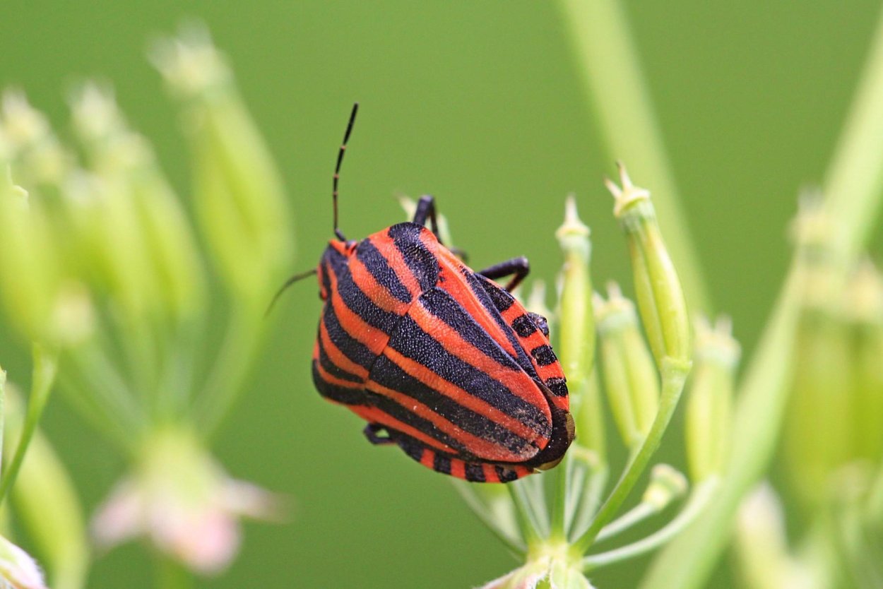 Щитник линейчатый