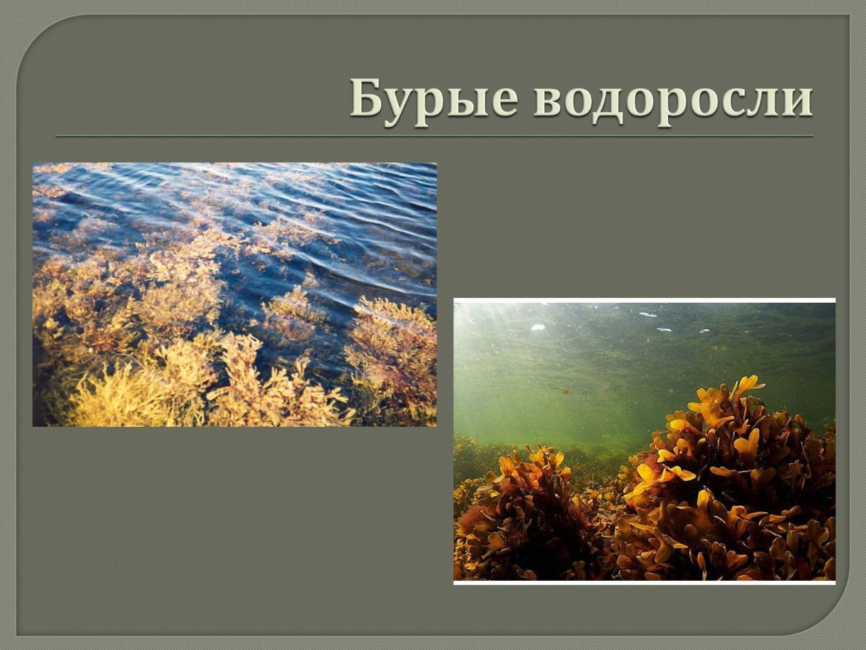 Золотые водоросли