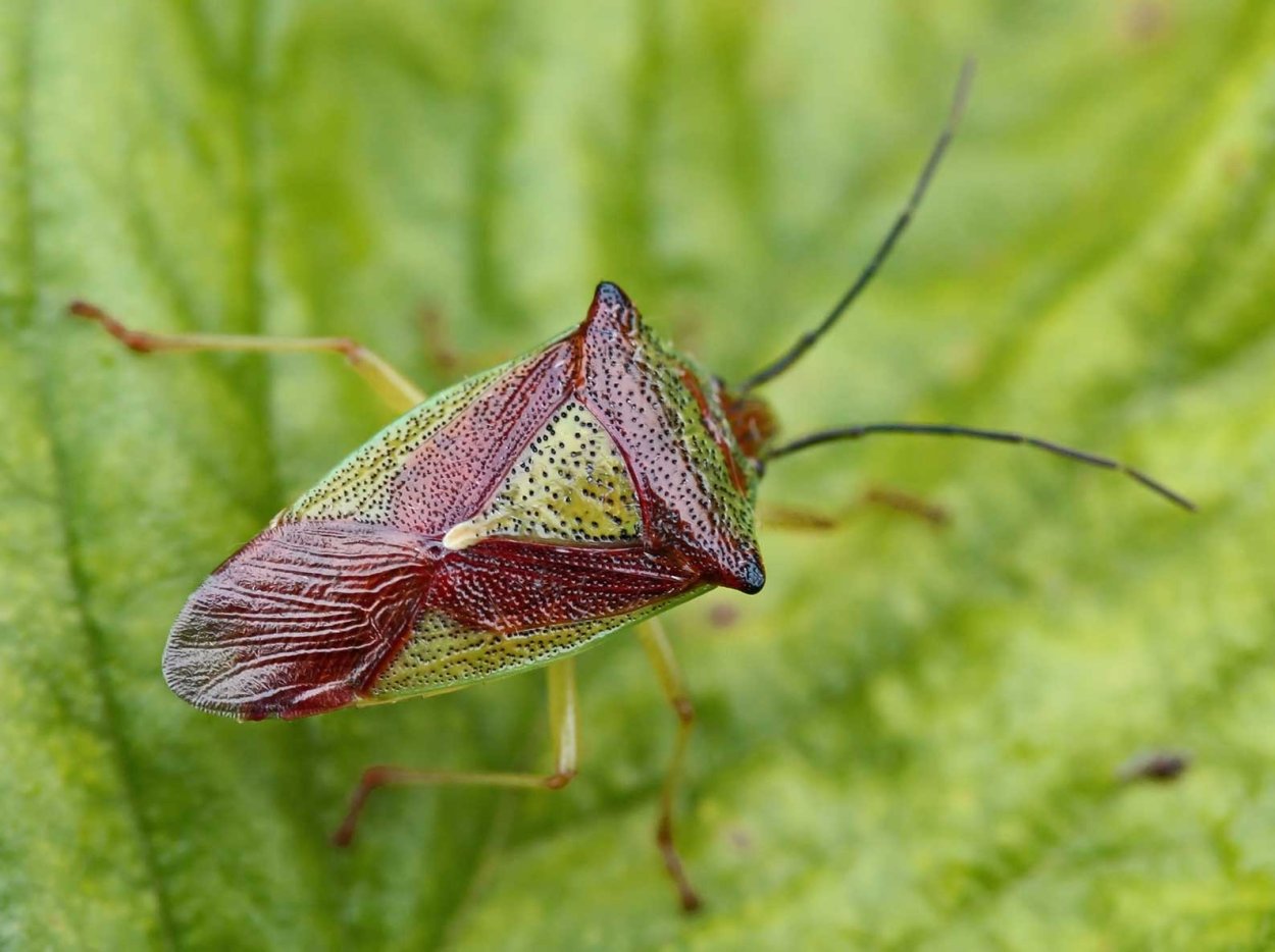 Жук килевик