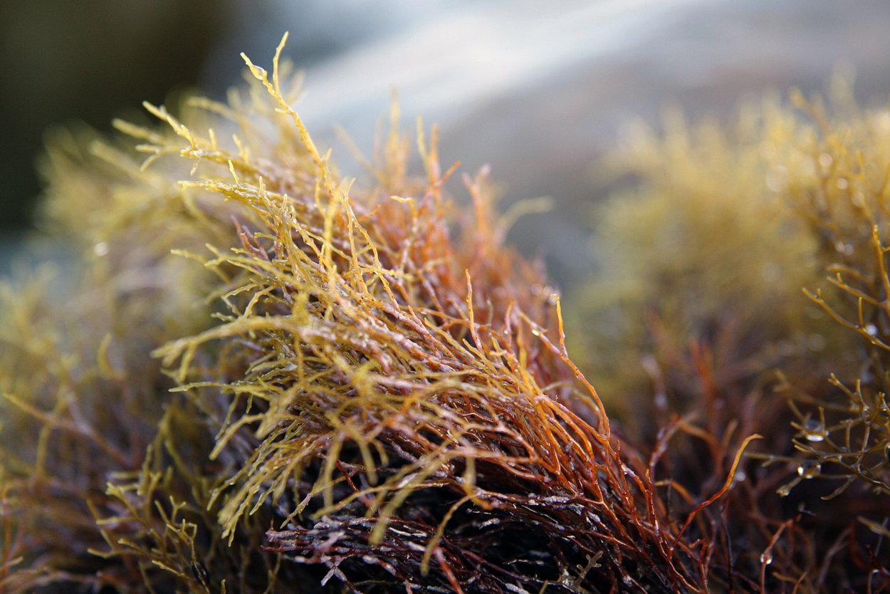 Бурые водоросли цистозейра