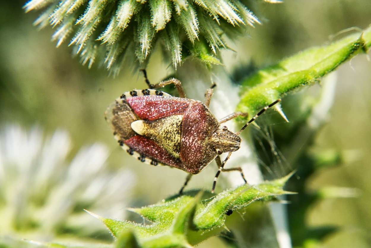 Лесной клоп щитник