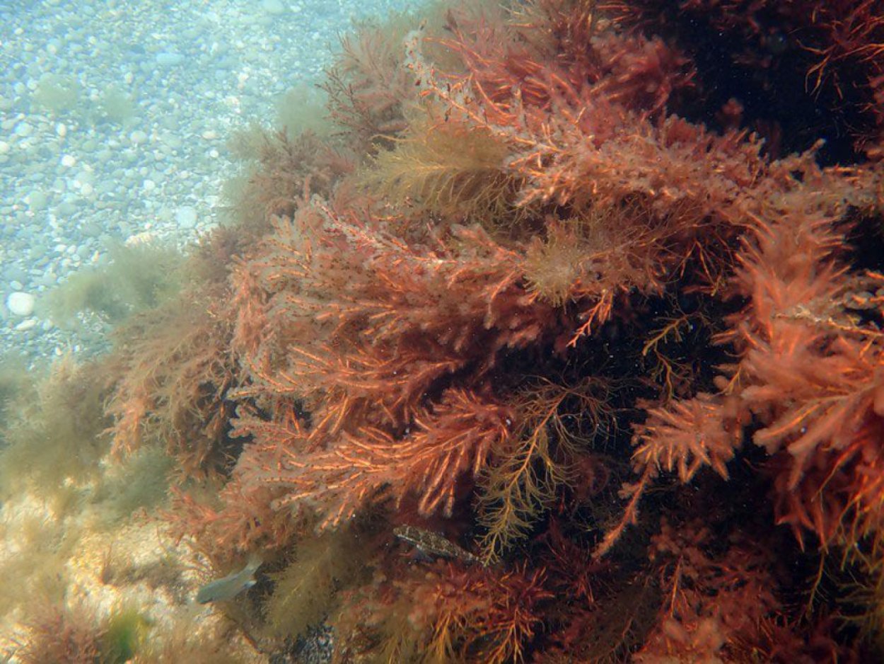 Цистозейра бородатая