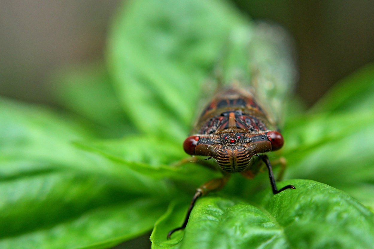 Poecilochirus Carabi