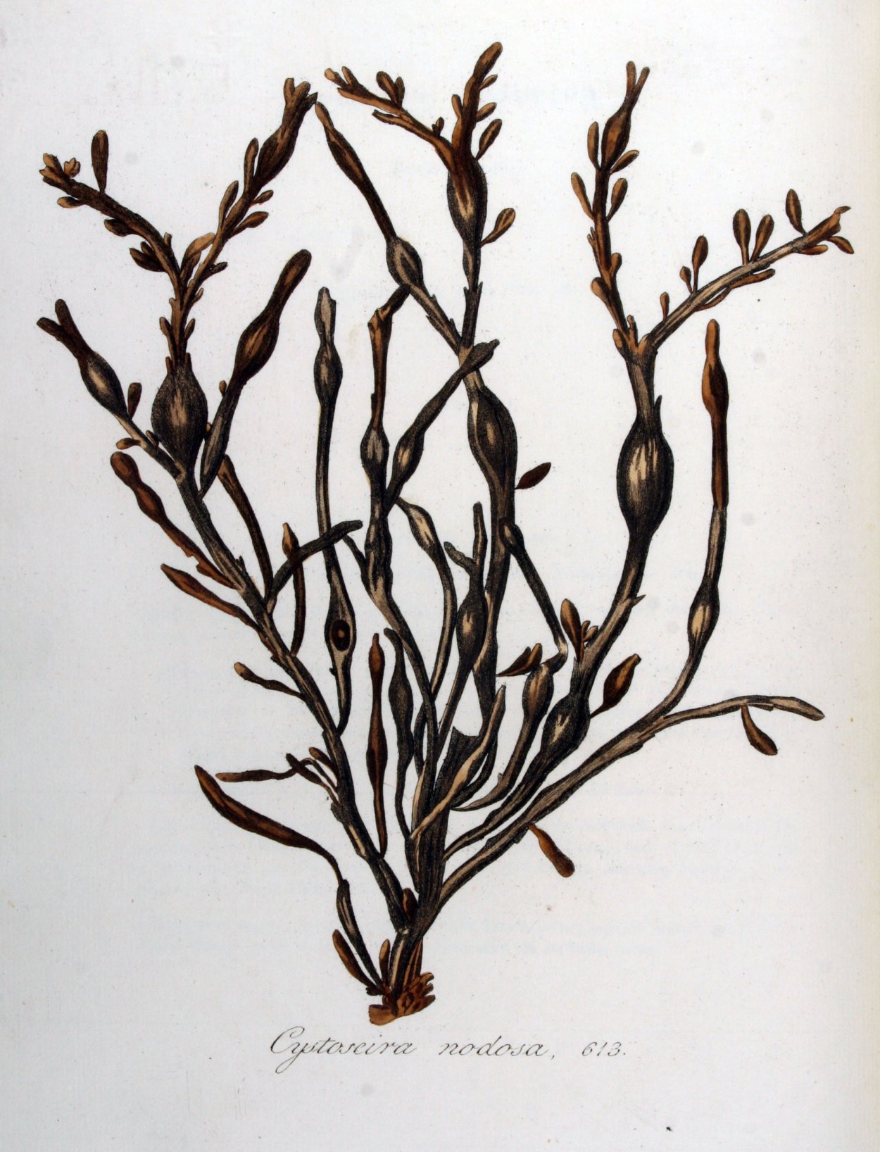 Прототека водоросль