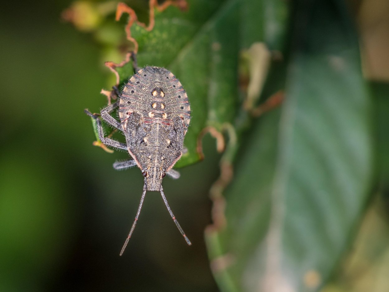 Насекомые вредители Сочи