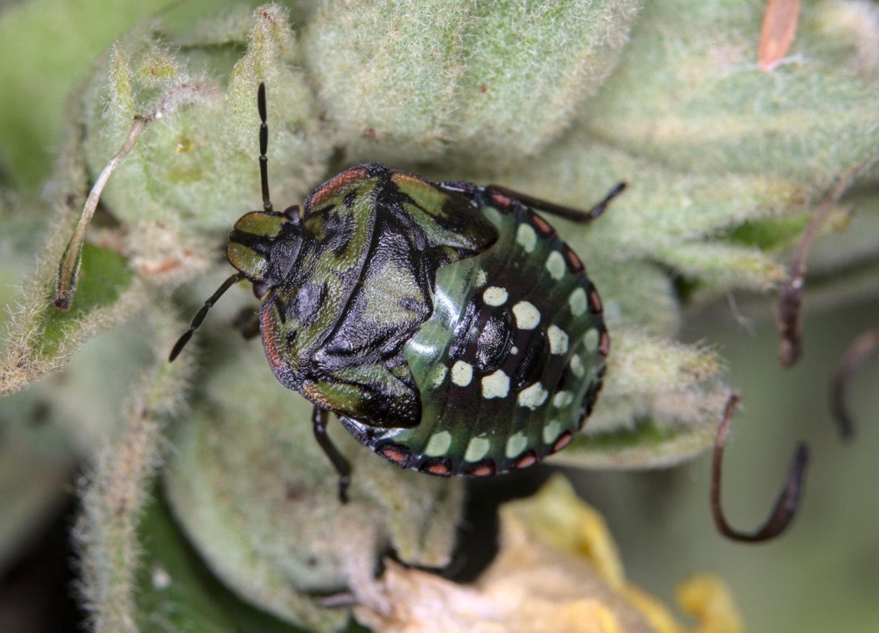 Щитовник сорусы