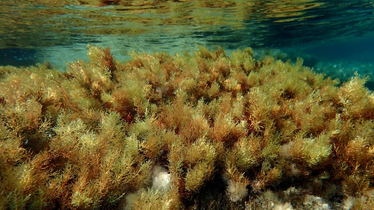 Цистозейра бородатая