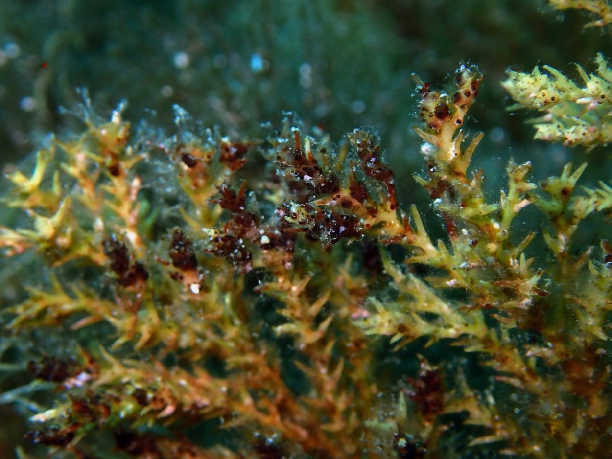 Фукус водоросли Байкал