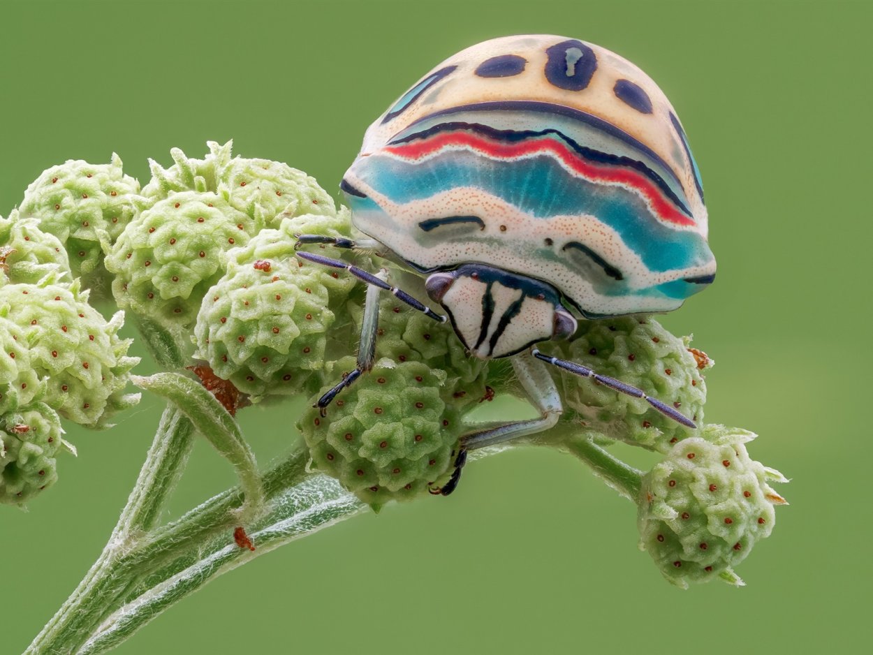 Жук щитник черепашка