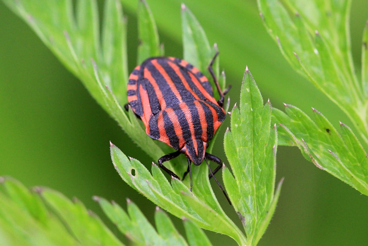 Щитник линейчатый Graphosoma lineatum
