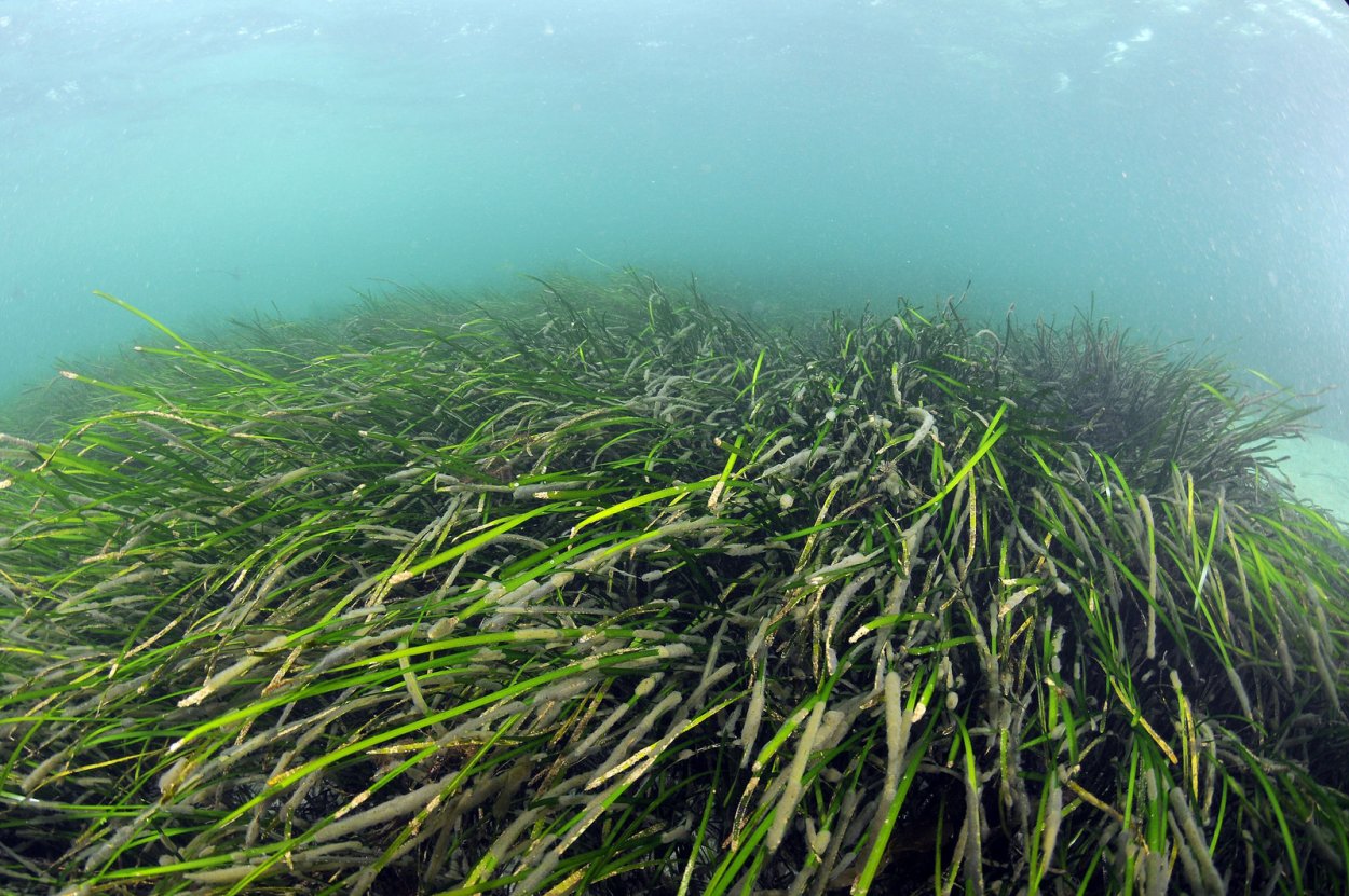 Ламинария и фукус