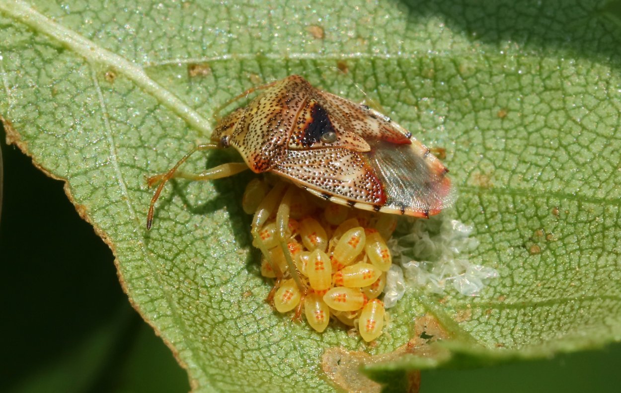 Щитник красноногий