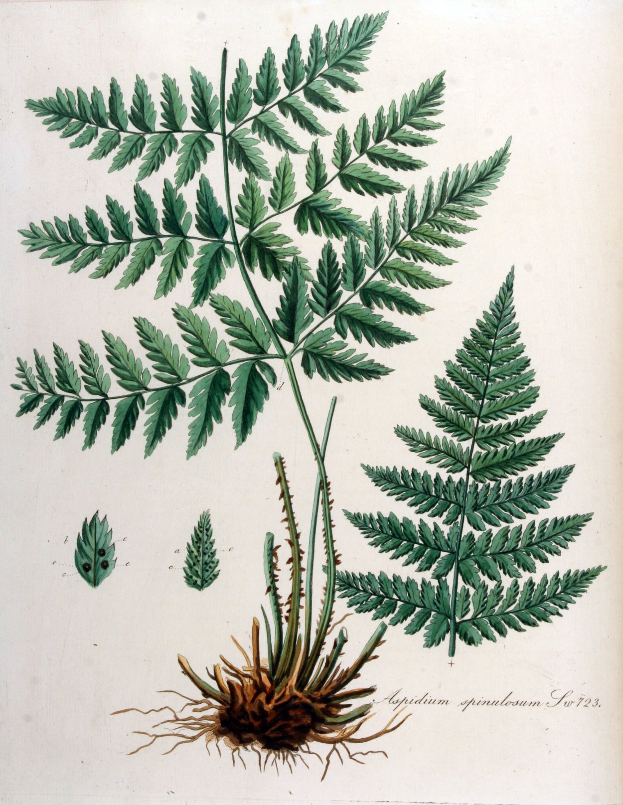 Жук вонючка клоп