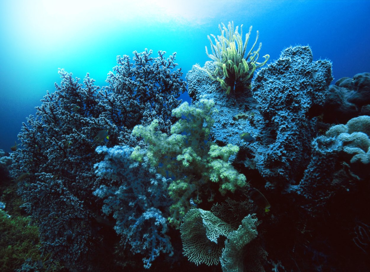 Макроцистис водоросли