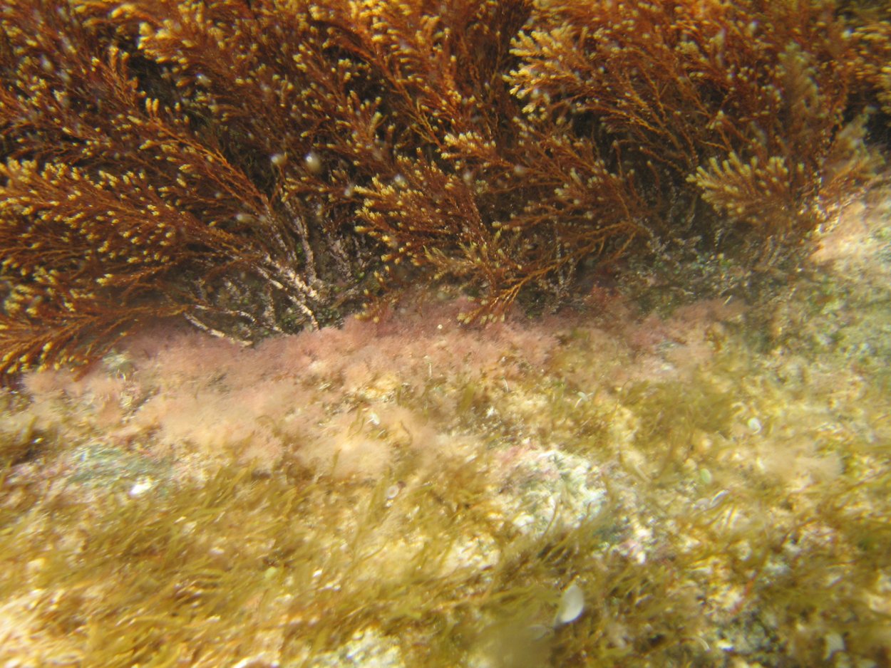 Бурые водоросли цистозейра