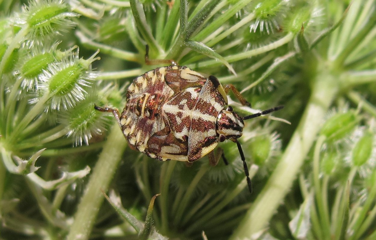 Щитовидки жуки