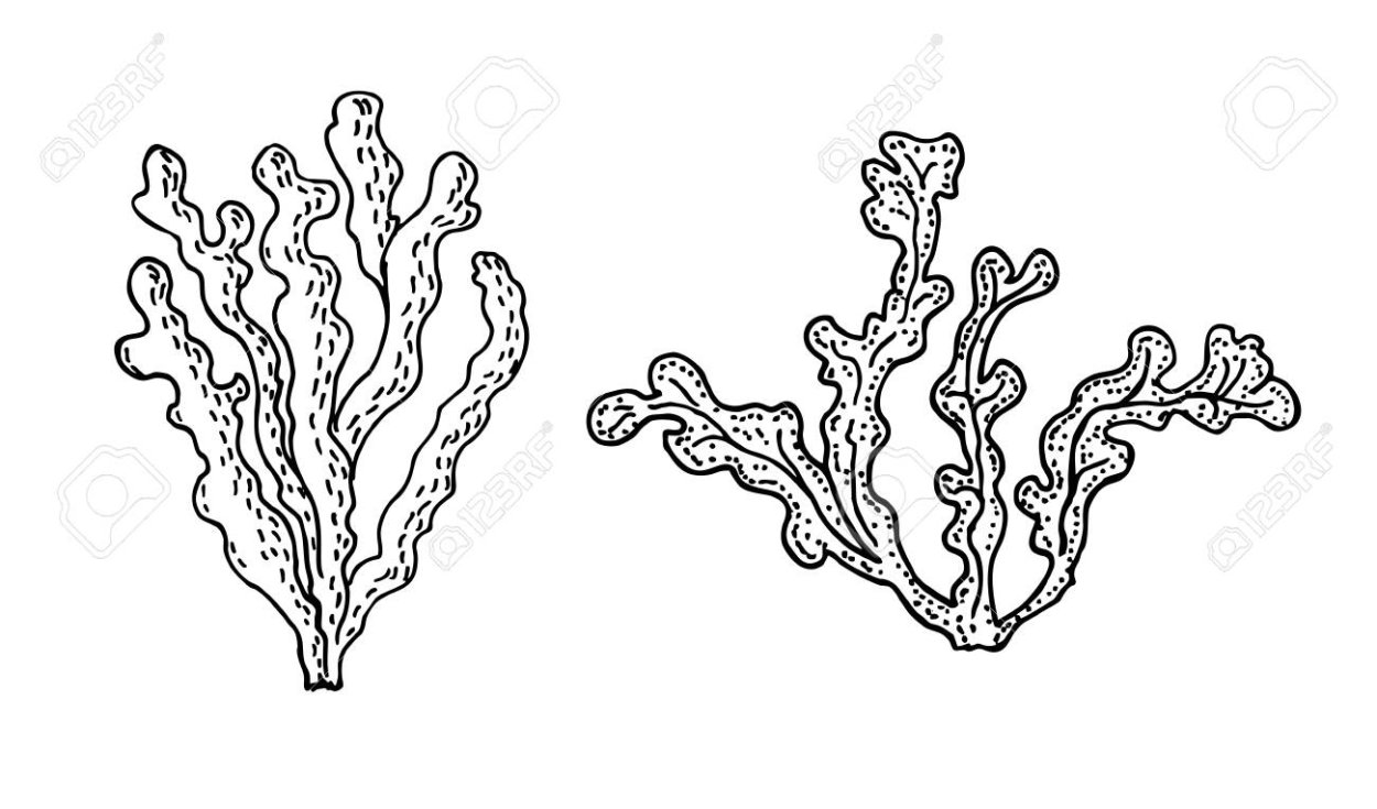 Саргассум бледный