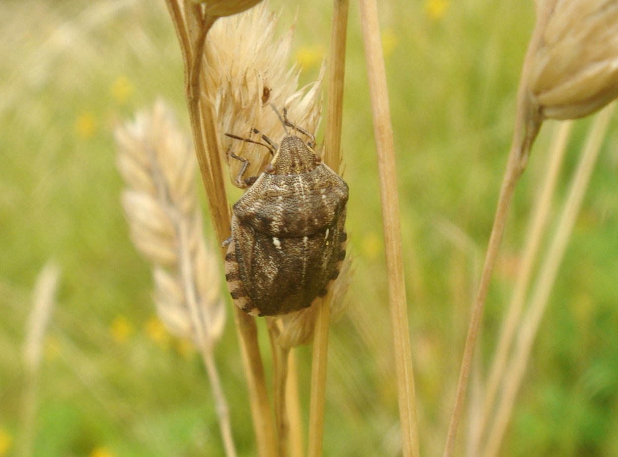 Малиновый клоп от алкоголизма