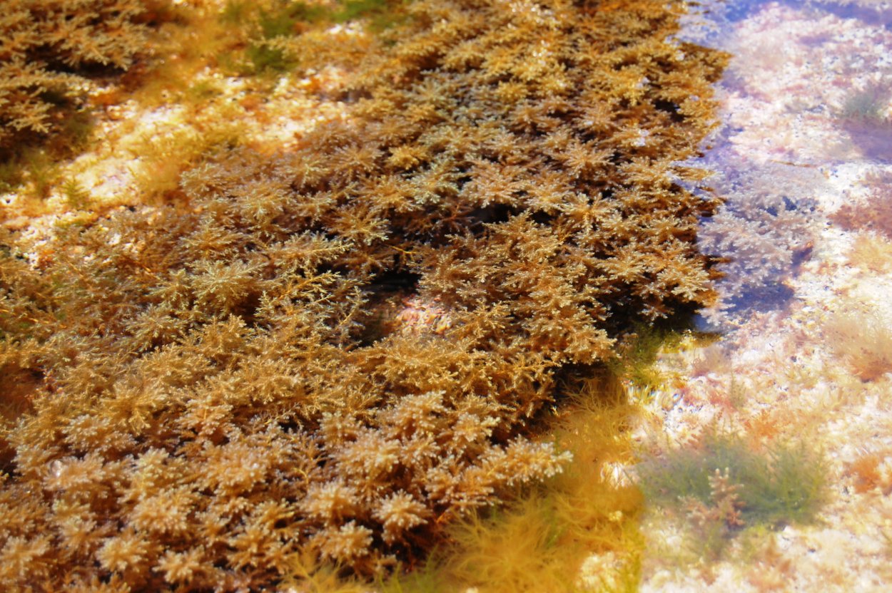 Цистозейра бородатая