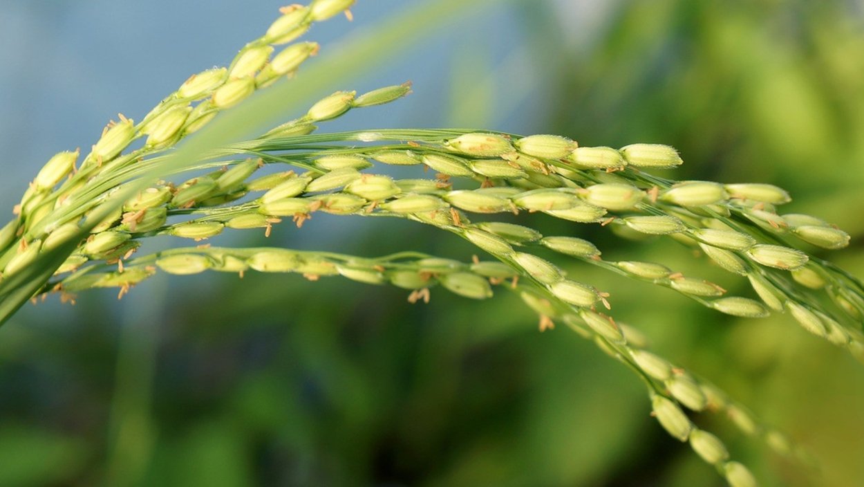 Рис ориза сатива