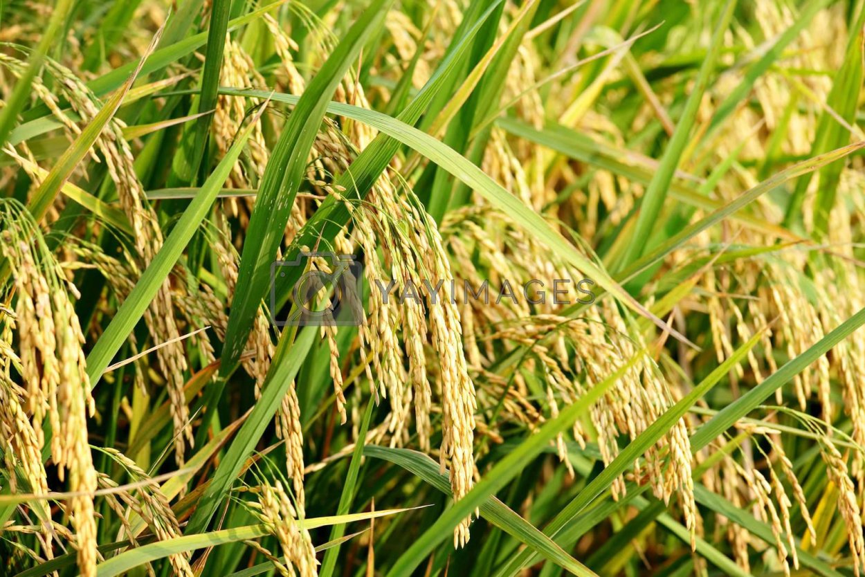 Монстера Вьюнок