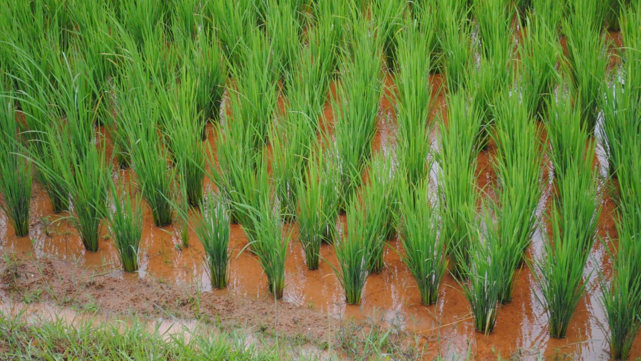 Дикий предок риса