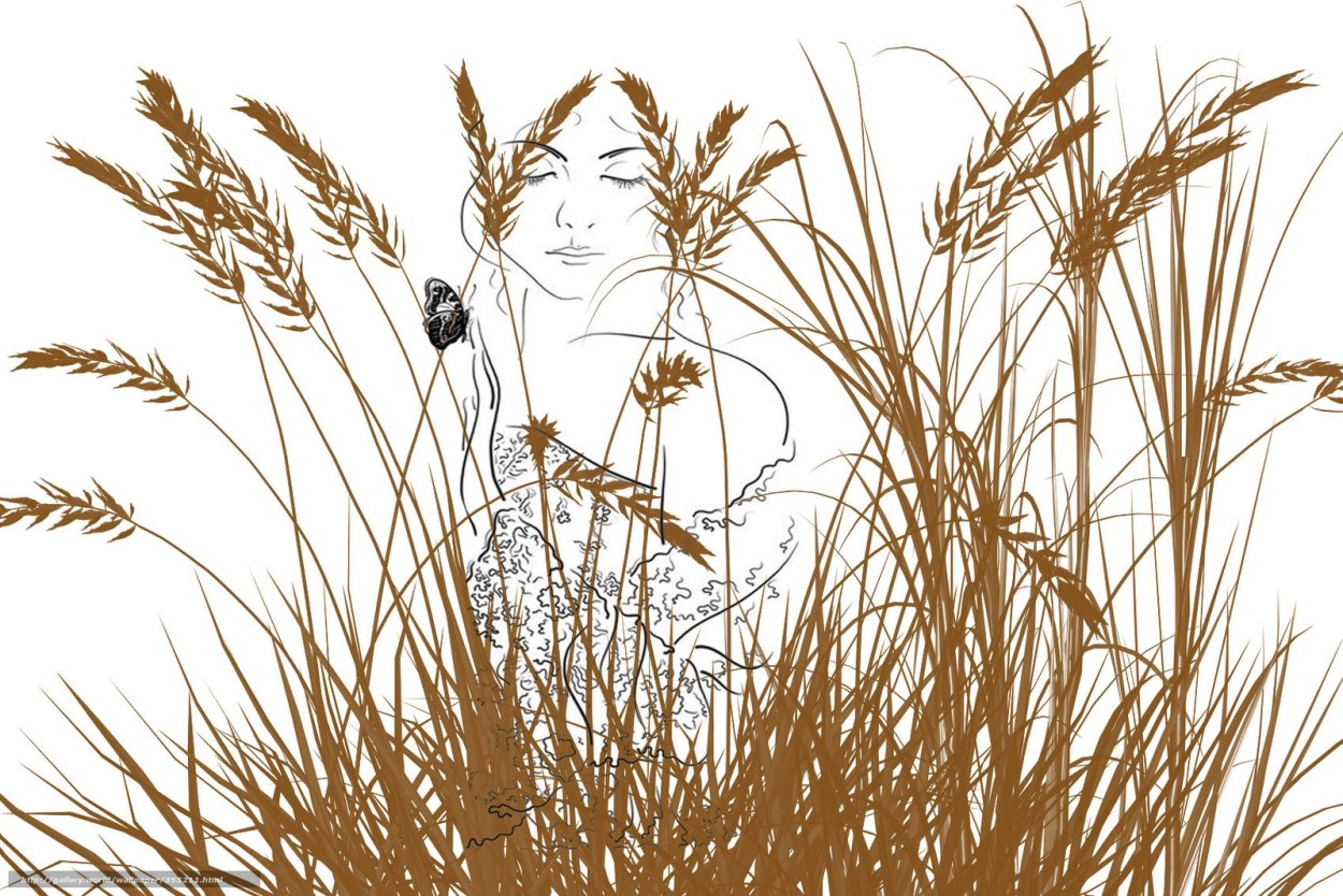 Рисовые поля Калмыкии