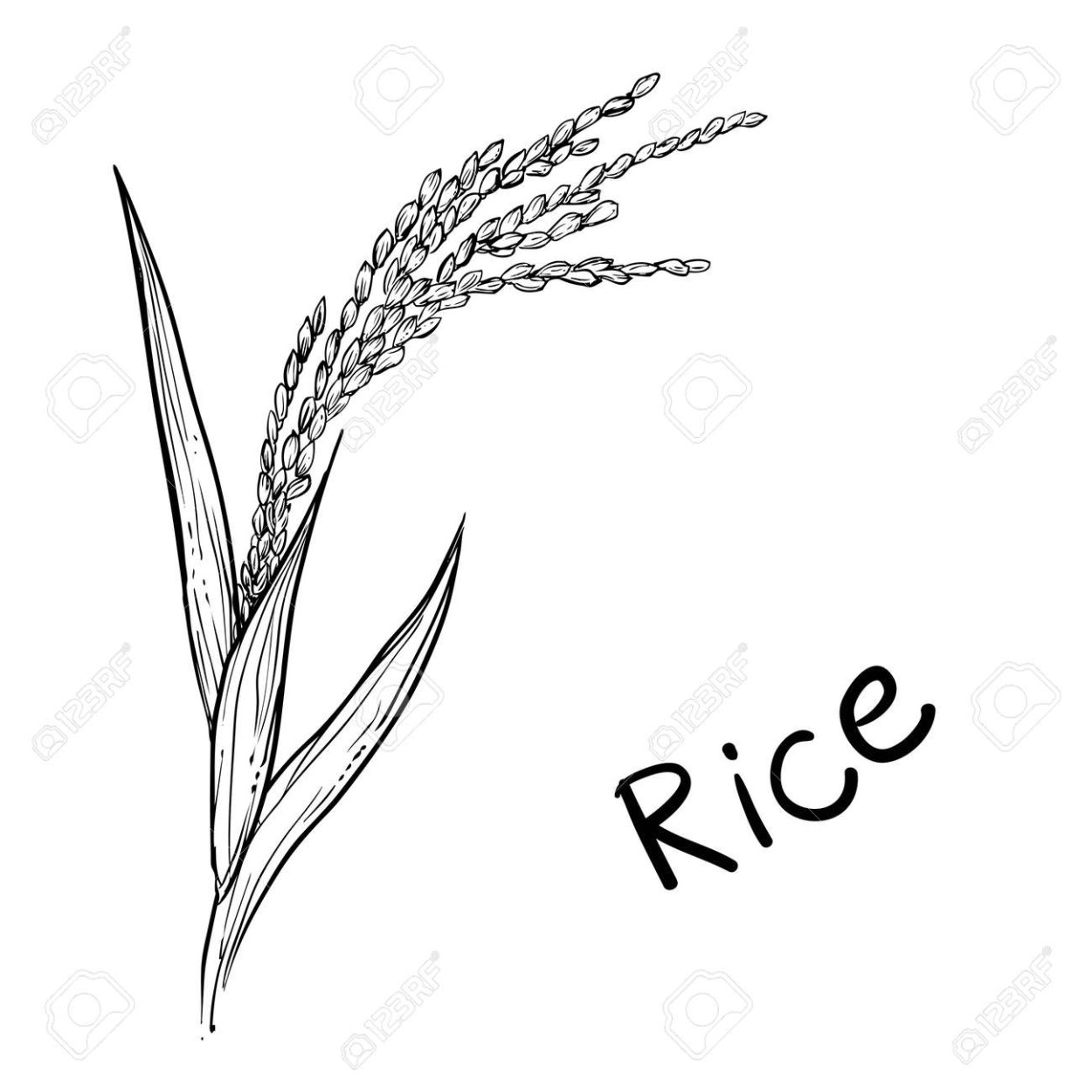 Rice Phytolites evidence