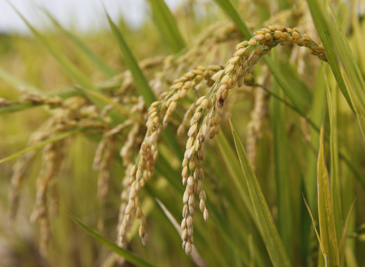 Seeds of Rice Plant