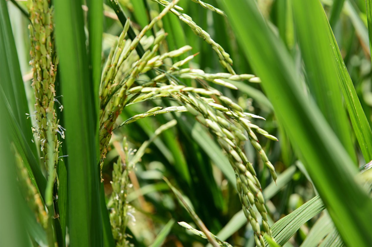 Графические зарисовки трав