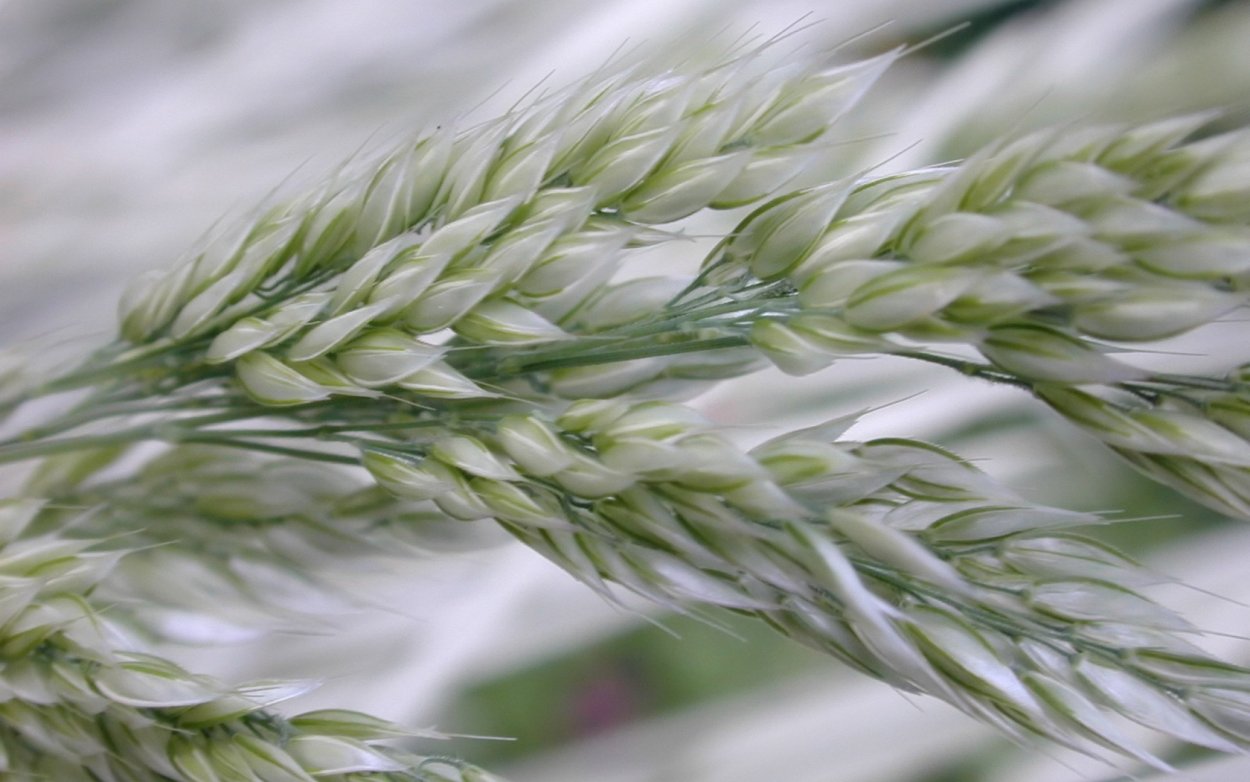 Поле просо Ливны