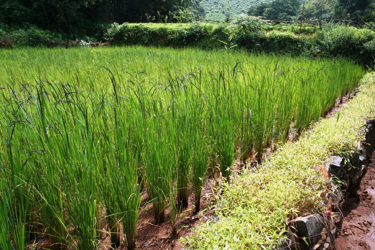 Растения в мультяшном стиле