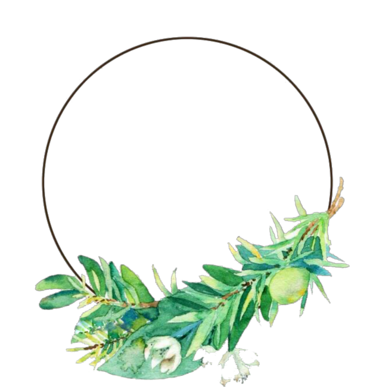 Рис растение на белом фоне