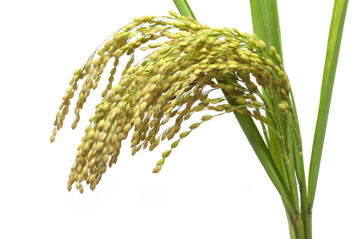 Рис растение картинки