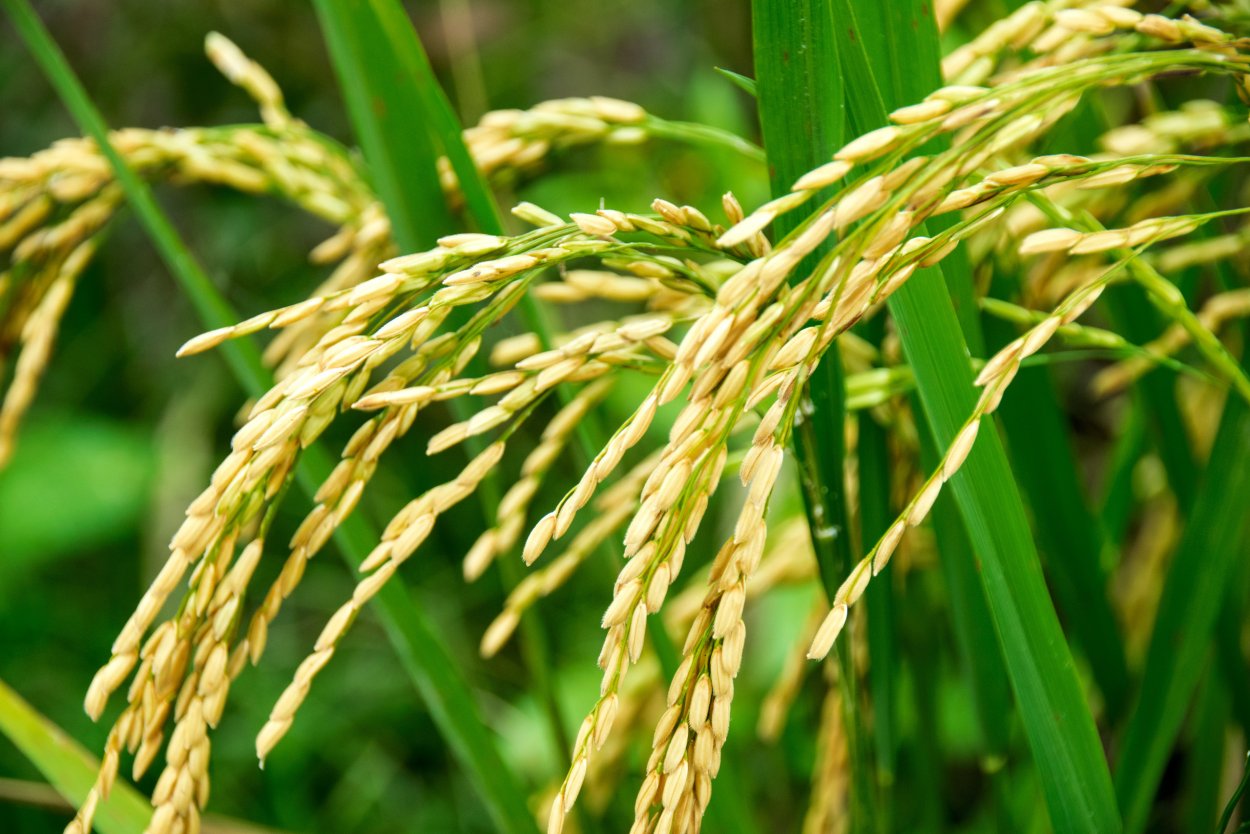 Oryza Sativa japonica