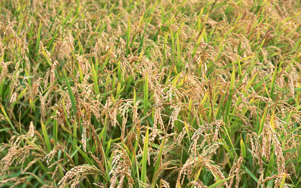 Растениеводство на белом фоне