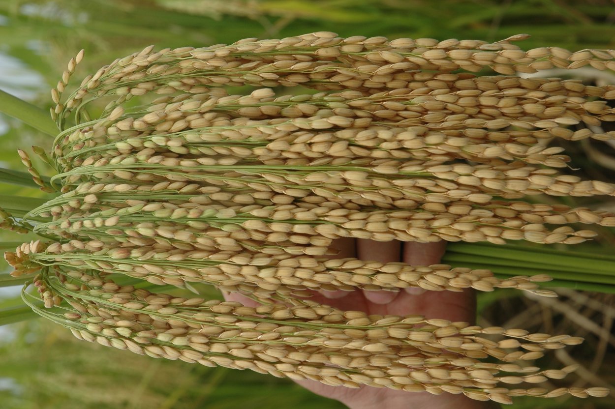 Пшеница рожь ячмень овес