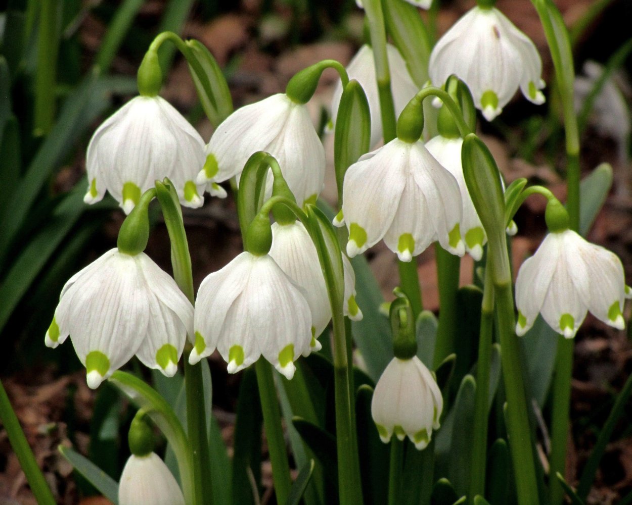 Глубина посадки луковичных цветов таблица