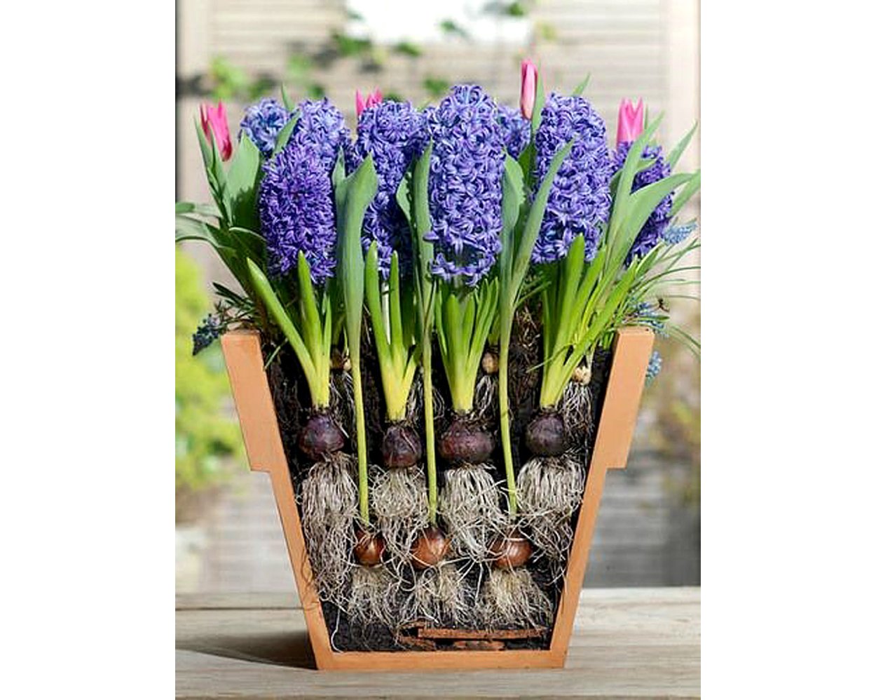 Мускари крокусы тюльпаны нарциссы