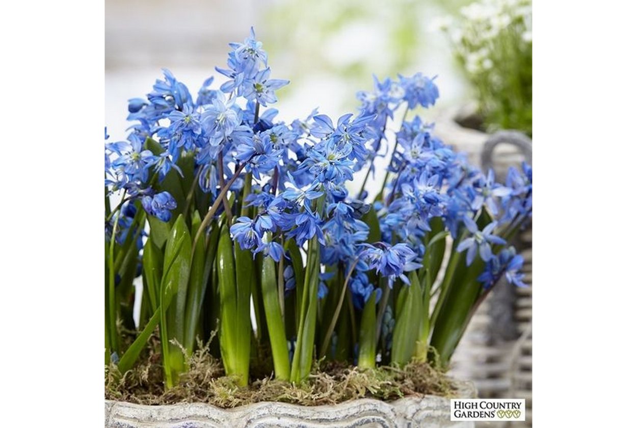 ФИТОЛАЙН гиацинты