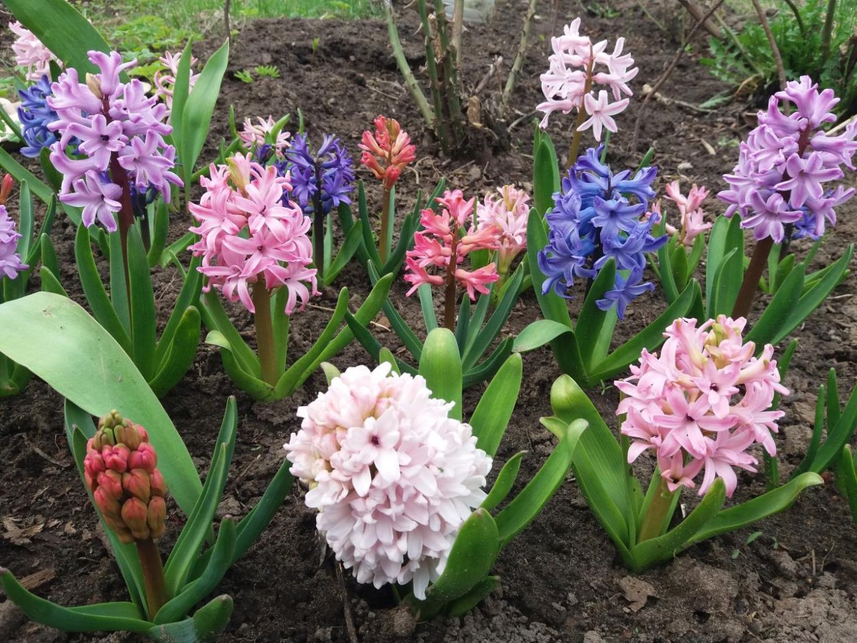 Крокус Ботанический sieberi Tricolor