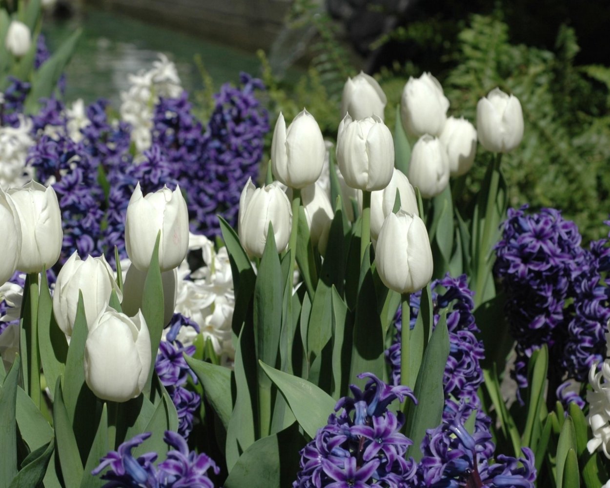 Пролеска Сибирская луковица